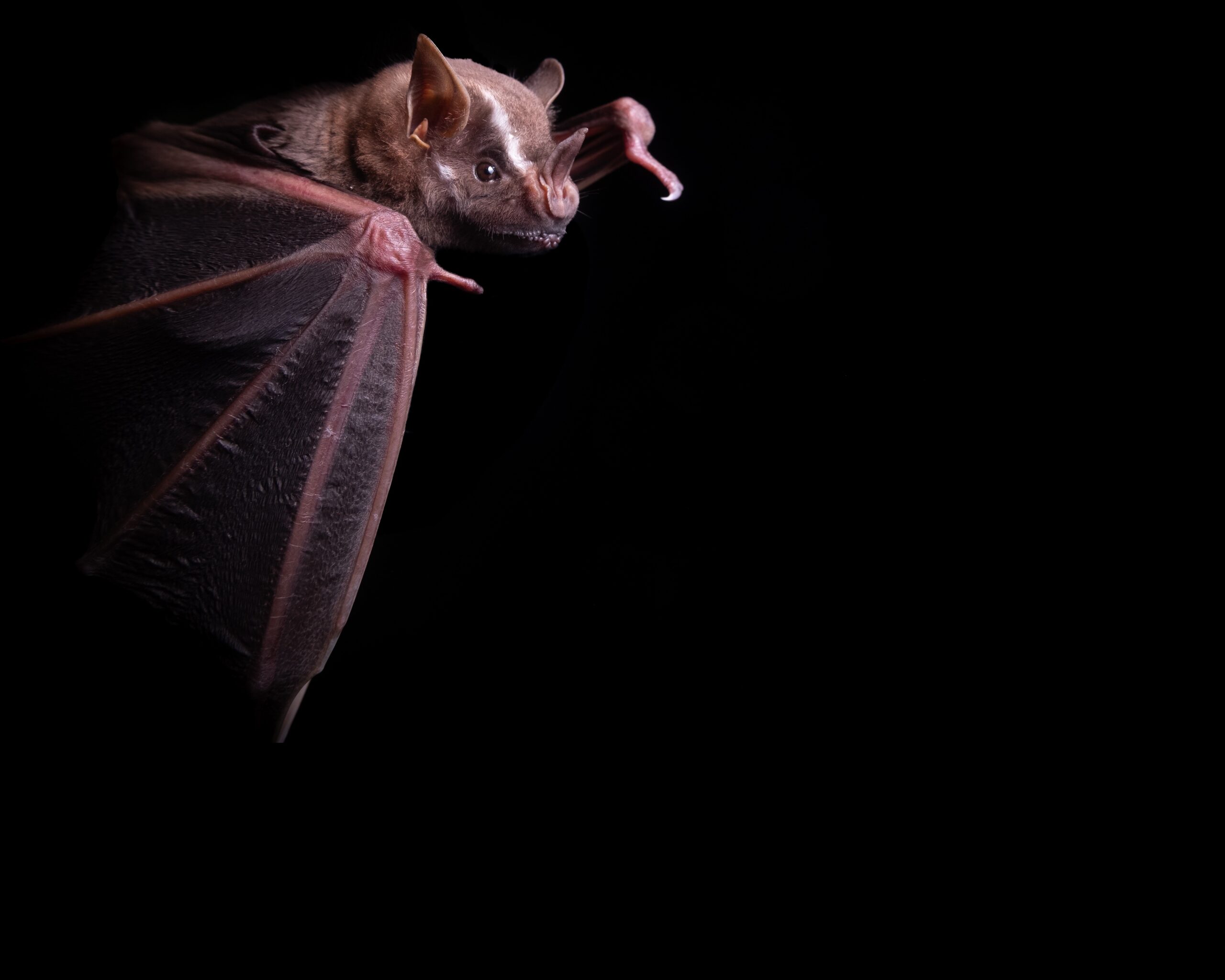 Murciélago Artibeus