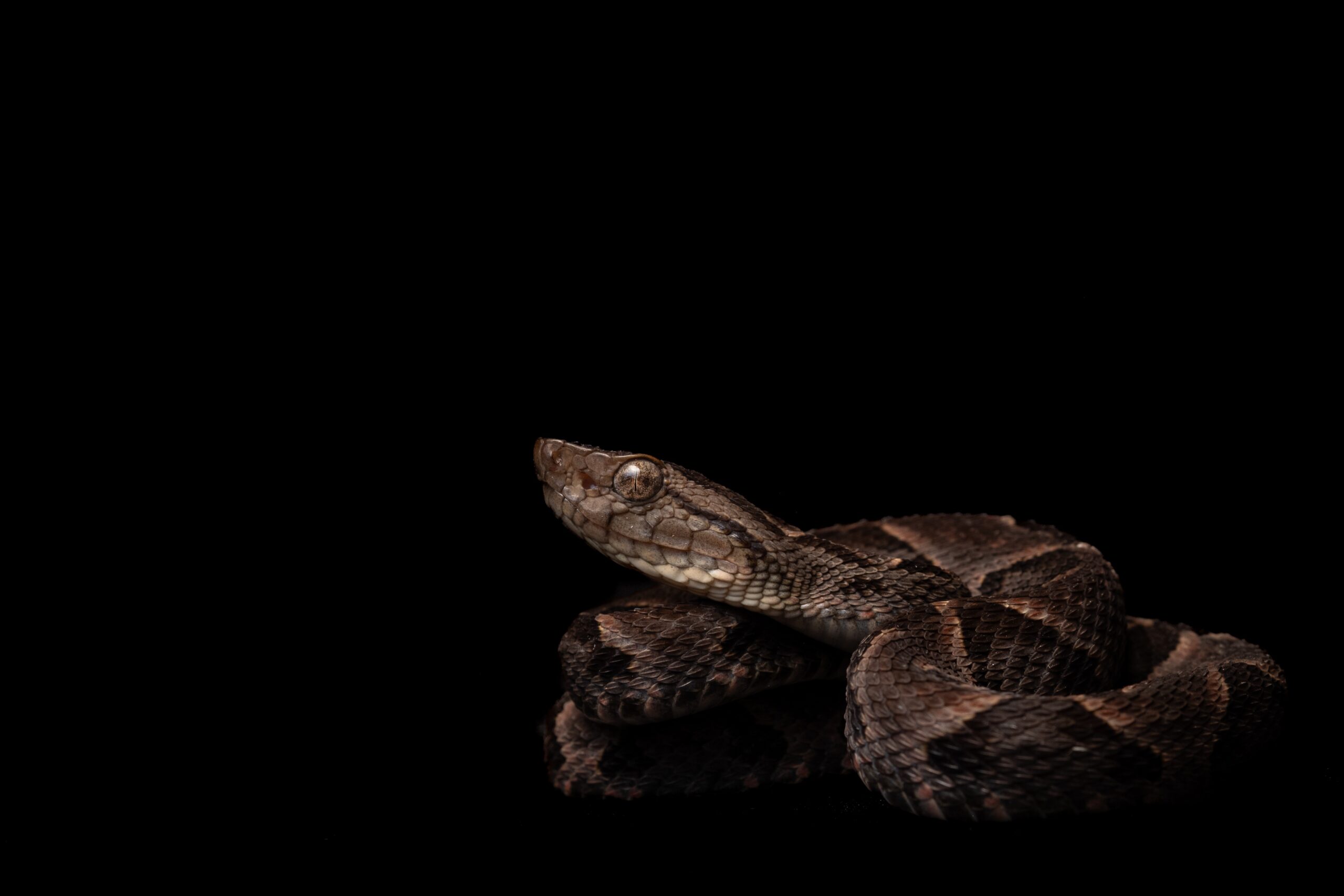 Serpiente Bothrops